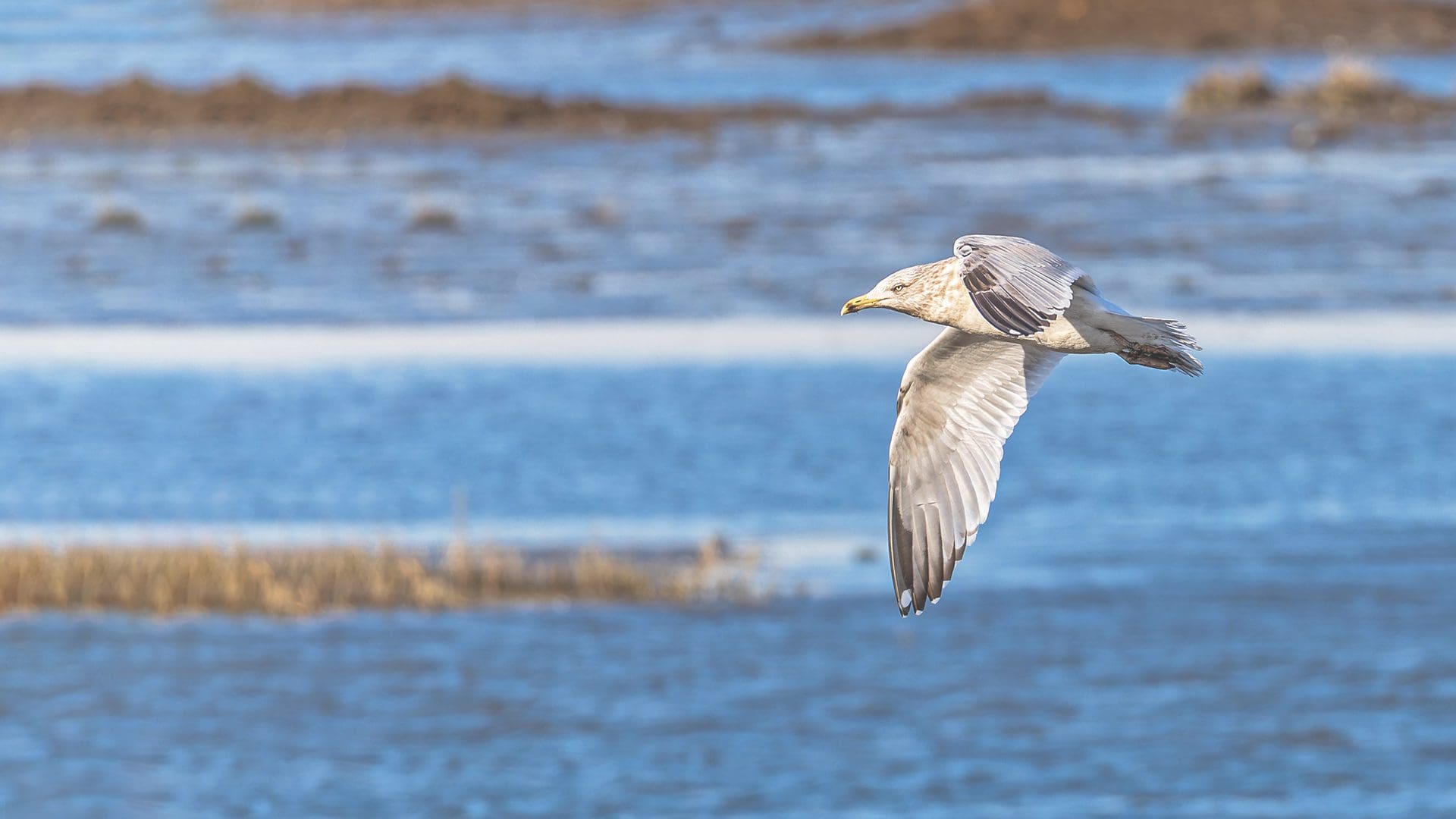 A seagull glides over blue water near the shore.