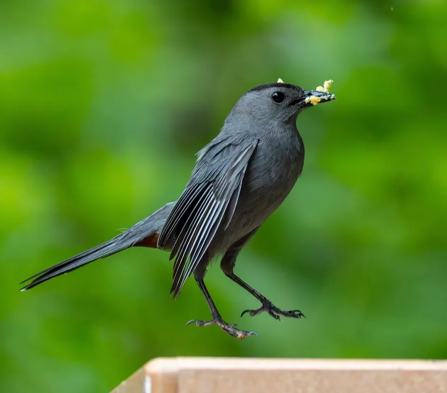 A black bird holding a small flower in its beak.